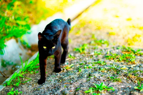 black cat with green eyes sneaks in a green field