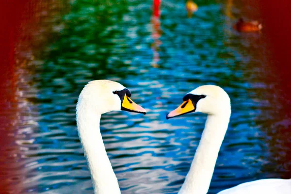 Two swans swimming in a body of water — Stock Photo, Image