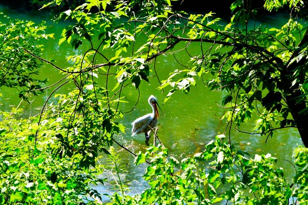 Reiher in einem grünen See zwischen Bäumen — Stockfoto