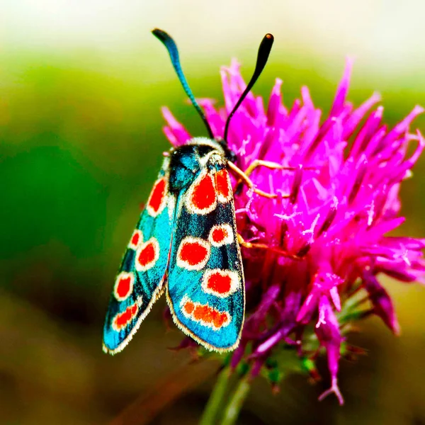 Motyl ze skrzydłami niebieski siedzi na Cierń — Zdjęcie stockowe