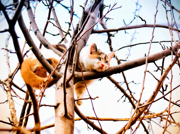 Un gato sentado en la rama de un árbol — Foto de Stock