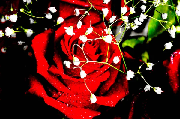 Een rode roos bud in druppels water op een zwarte achtergrond — Stockfoto