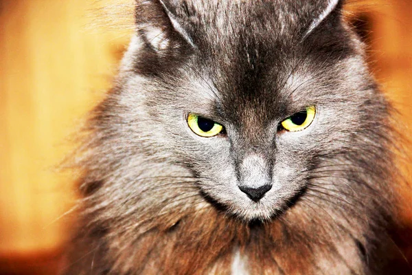 Un gato gris y negro con ojos verdes — Foto de Stock