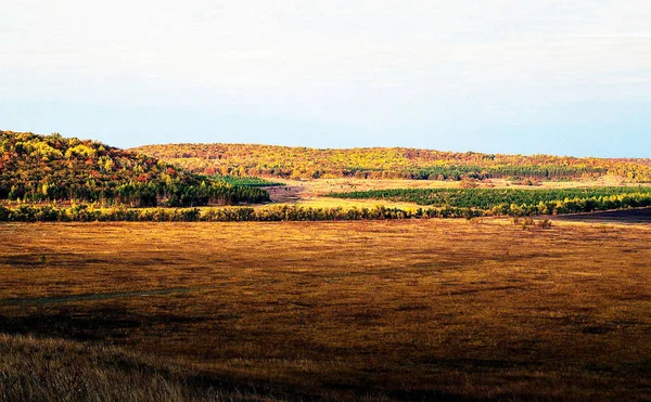 Campo de hierba seca amarilla — Foto de Stock