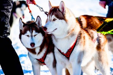 husky karda iki köpekler