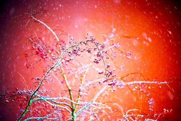 Rote Beeren Der Eberesche Wind — Stockfoto