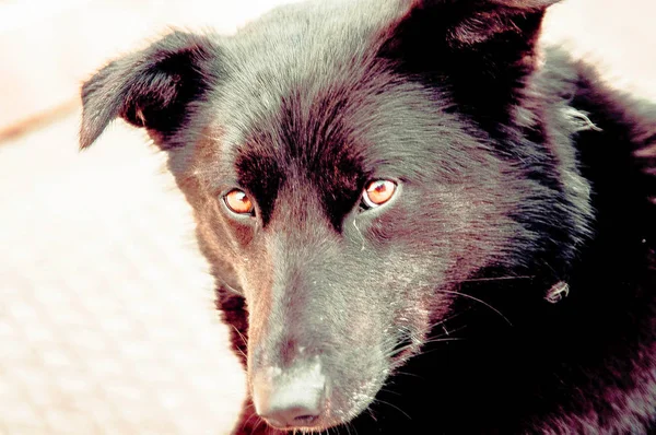 Крупный План Черной Собаки Смотрящей Камеру — стоковое фото