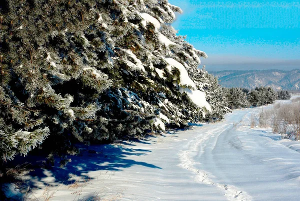 青い空の下のモミと雪の斜面 — ストック写真