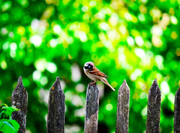 Un primo piano di un passero — Foto Stock