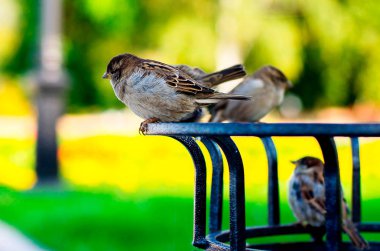 Serçeler bir levrek yeşil bir parkta oturmak