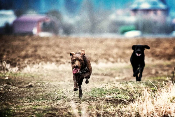 Seekor anjing hitam dan coklat berlari di lapangan — Stok Foto