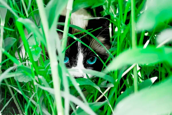 Kucing dengan mata biru duduk di rumput hijau — Stok Foto