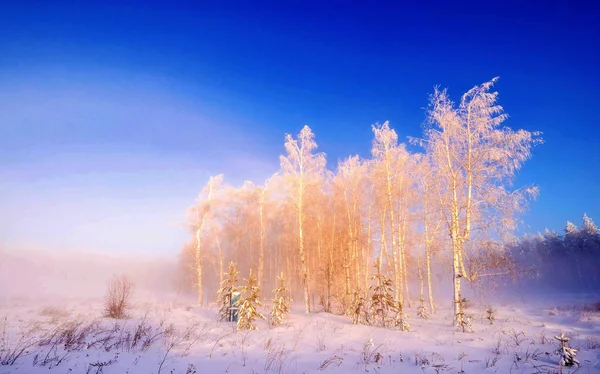 Árvores cobertas de neve sob o céu azul — Fotografia de Stock