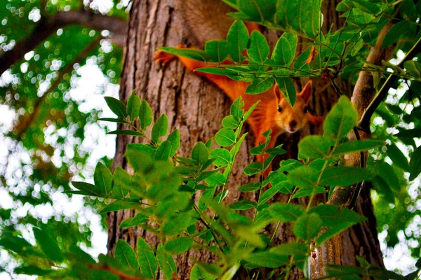 나뭇가지에 녹색 잎이 달린 나무 — 스톡 사진
