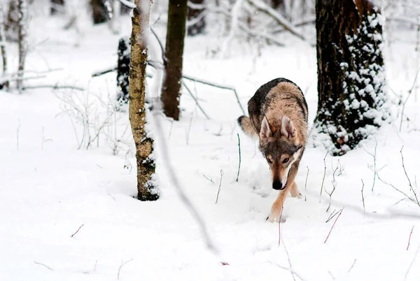 Um lobo caminha através de uma floresta nevada — Fotografia de Stock