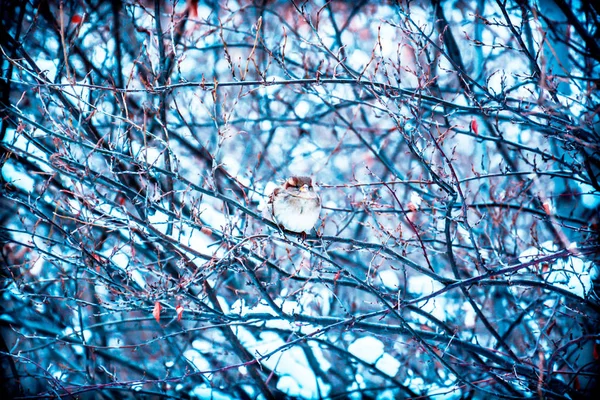 Sperling zwischen den blauen Zweigen — Stockfoto