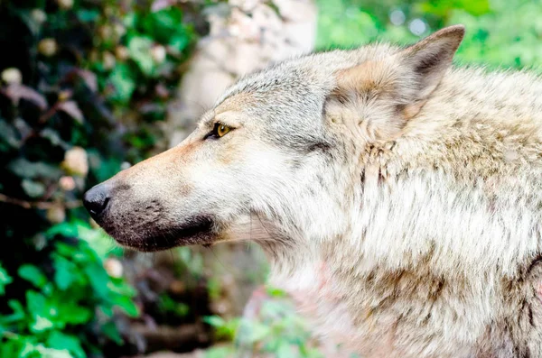 A close up of a wolf — Stock Photo, Image