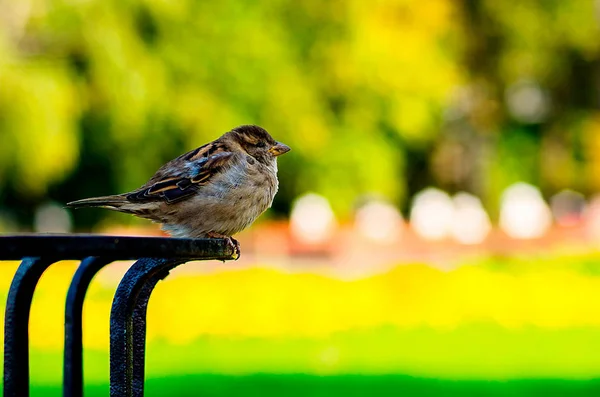 Passero appollaiato su un trespolo in un parco verde — Foto Stock