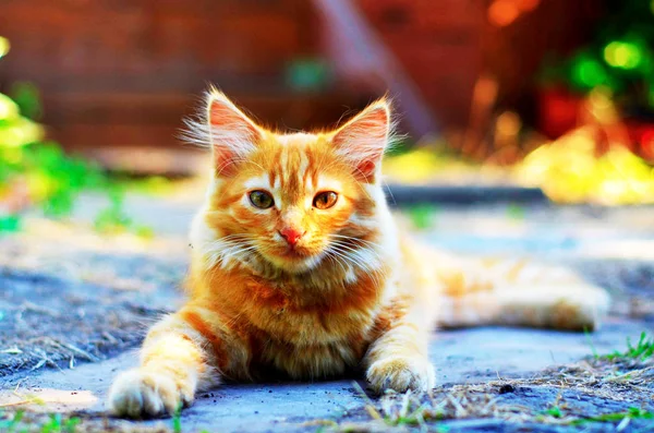 Ładny pomarańczowy kot siedzi na asfalcie — Zdjęcie stockowe
