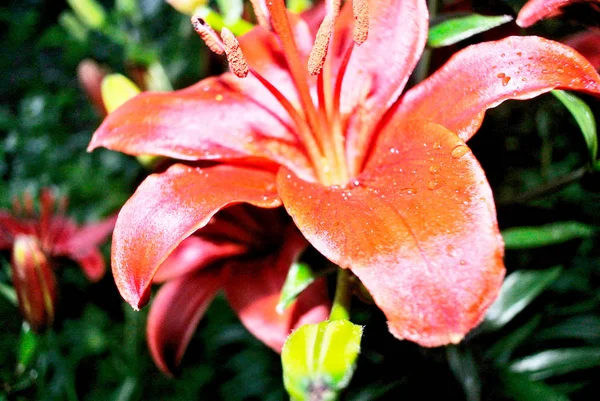 Orange lily in the sun — Stock Photo, Image