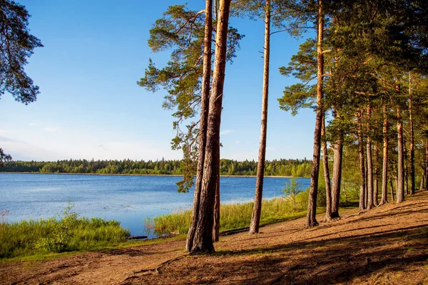 Wysoka sosny, w pobliżu rzeki — Zdjęcie stockowe