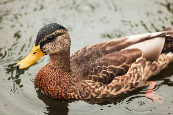 Braune Ente im See — Stockfoto