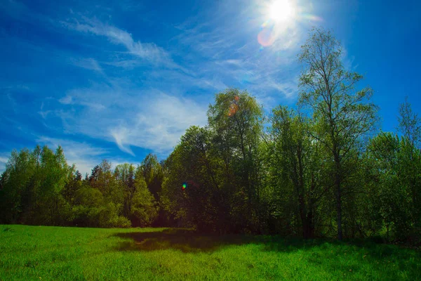 Зелений гай у яскравий сонячний день — стокове фото