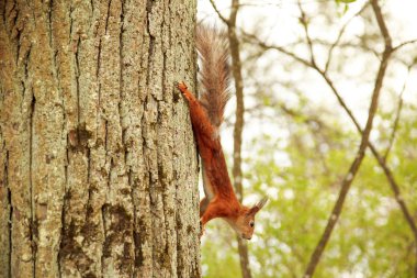 Kızıl sincap karıştıran ağacı
