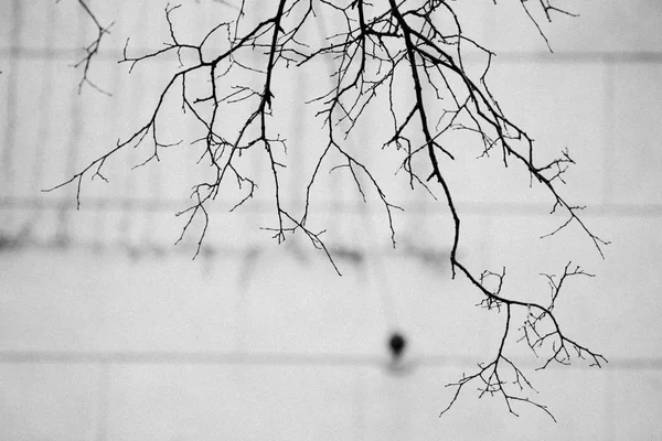 Zweige von Bäumen ohne Blätter in schwarz und weiß — Stockfoto