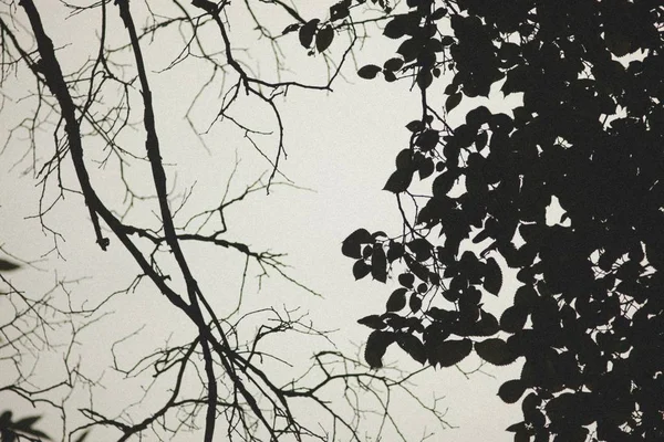 Zweige von Bäumen in schwarz und weiß — Stockfoto