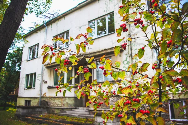 Asche auf den Ästen eines Baumes — Stockfoto