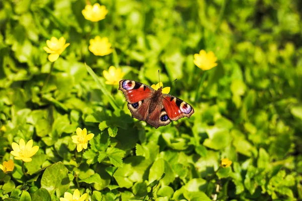 Motyl pawie oko w trawie — Zdjęcie stockowe