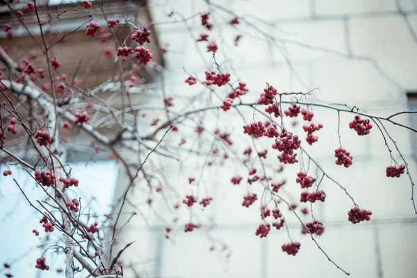 Rote Beeren der Eberesche hängen an einem Ast — Stockfoto