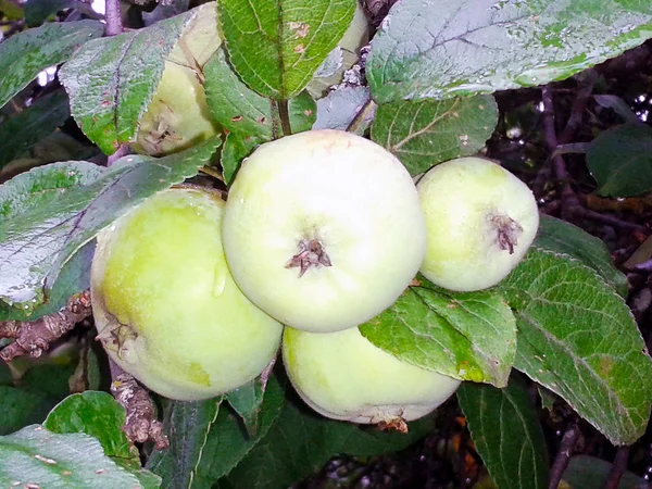 Manzanas Verdes Árbol Luz Que Desvanece — Foto de Stock