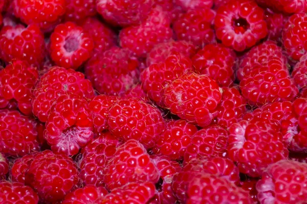 Frische Himbeeren Auf Holzgrund Nicht Sonderlich Hellem Licht Stockbild