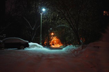 solan bir ışıkta ormanda gece