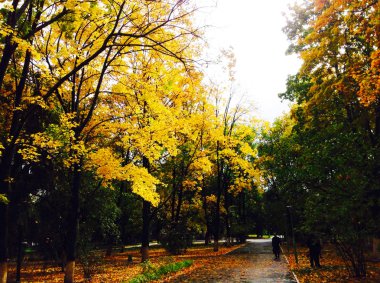 solma ışık parkta sonbahar