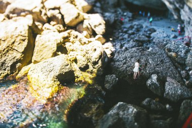 akvaryumda çok parlak olmayan ışıkta balık