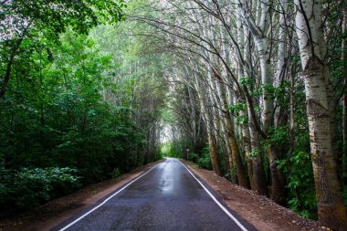çok parlak Olmayan ışık ormanda yol