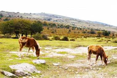 solan ışıkta bir çayırda atlar