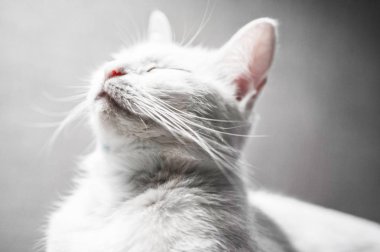 soluk ışık yeşil gözlü kedi