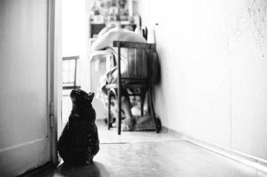 solan ışıkta sokakta yürüyen adam