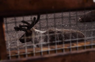 parlak ışık değil beyaz bir arka plan üzerinde geyik