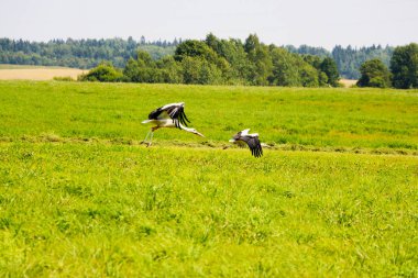 solma Bir ışık buğday alanında çiftçi