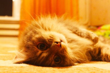 parlak ışık değil bir kedi portresi