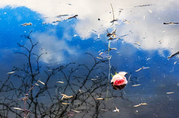 Eau Rivière Bleue Avec Fleur Rose — Photo
