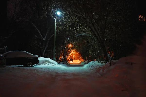 Nuit Dans Forêt Sous Une Lumière Tamisée — Photo