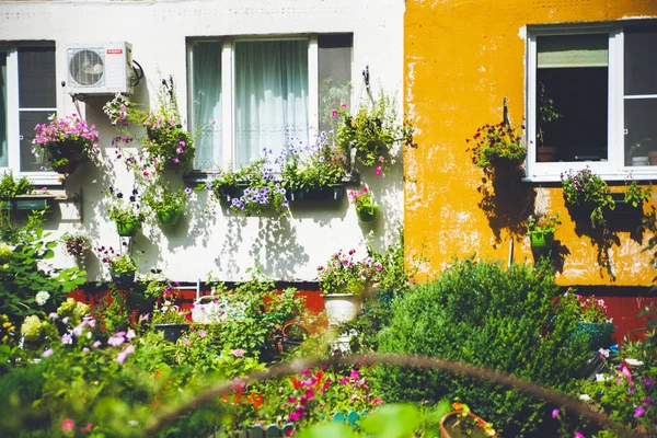 Fenêtre Avec Des Fleurs Dans Lumière Pas Très Brillante — Photo