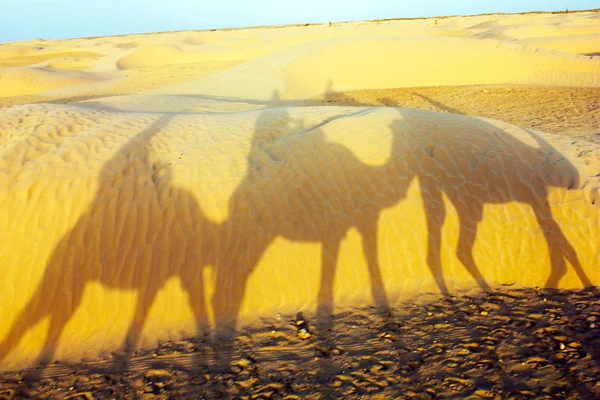 不明亮的光线在非洲的羚野 — 图库照片