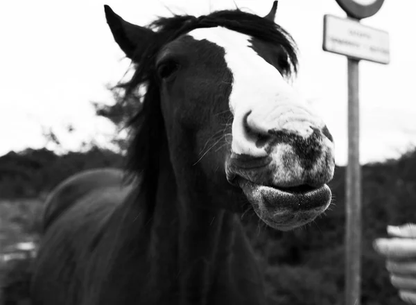 Лошадь Конюшне Тусклом Свете — стоковое фото
